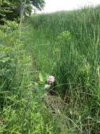 Image of showy milkweed