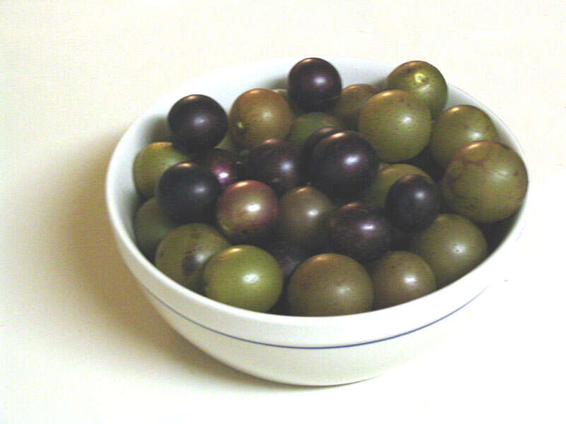 Image of muscadine