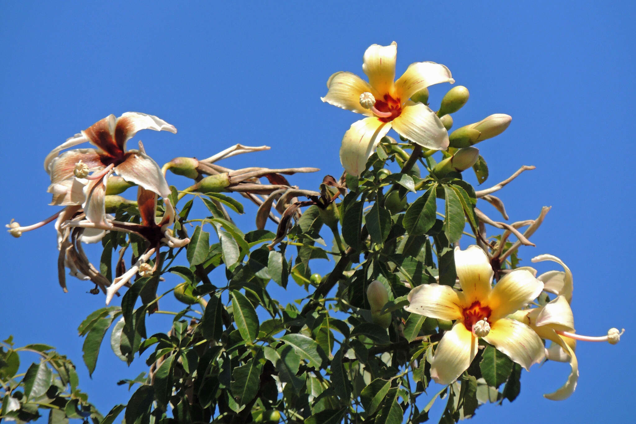 Image of Ceiba chodatii (Hassl.) P. Ravenna