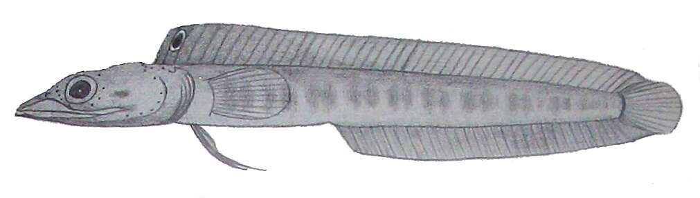 Image of Pikeblenny