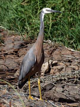 Image of White-faced Heron