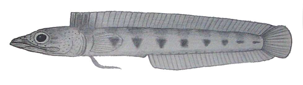 Image of Flecked Pikeblenny