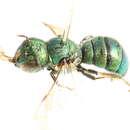 Ceratina smaragdula (Fabricius 1787) resmi