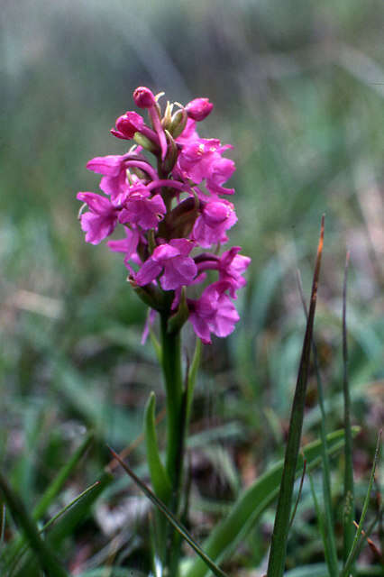 Image of Heath fragrant orchid