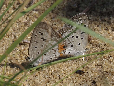 Sivun Cupidopsis cissus (Godart (1824)) kuva