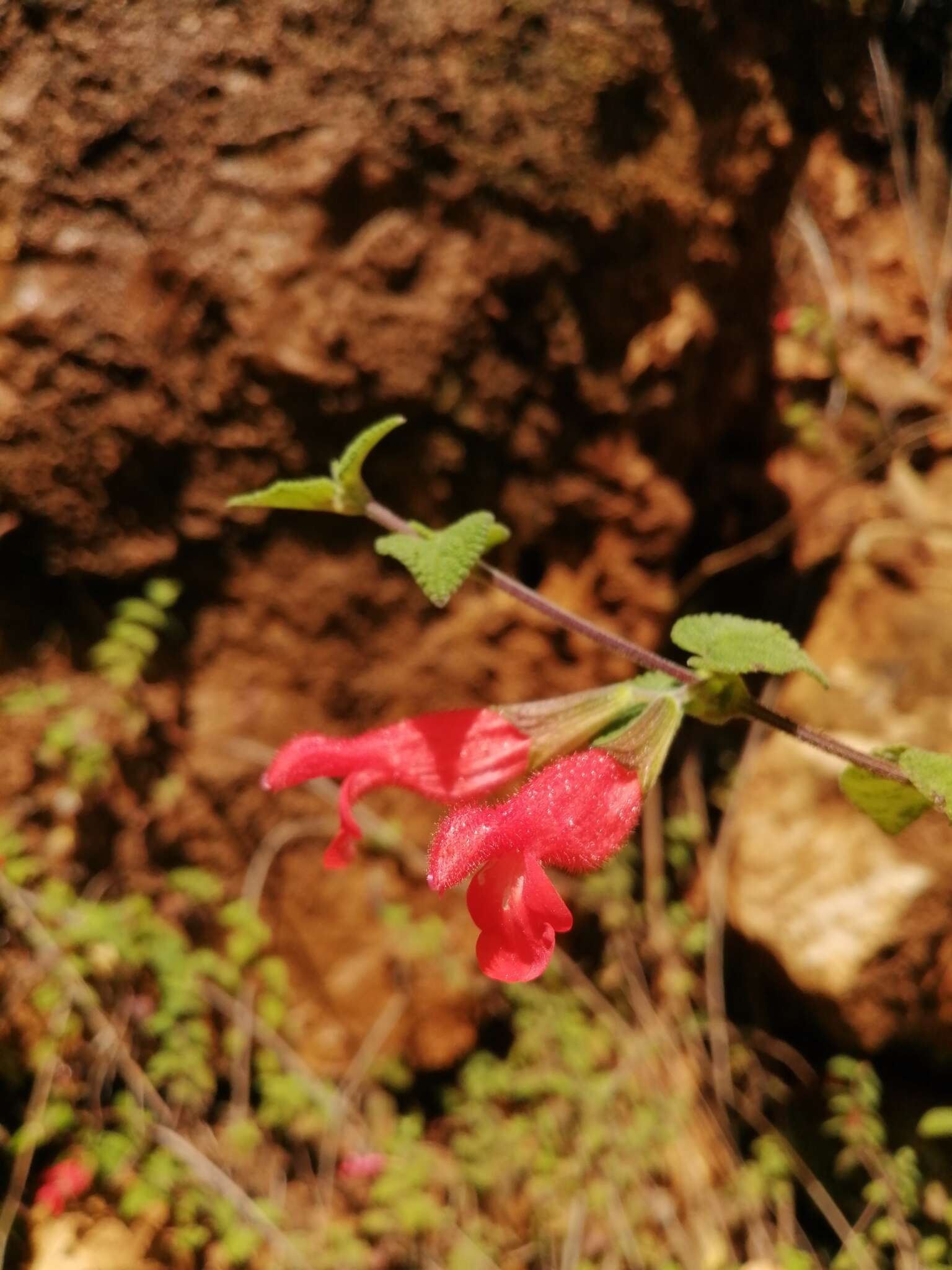 Imagem de Salvia disjuncta Fernald