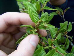 Image de Nothofagus alpina (Poepp. & Endl.) Oerst.