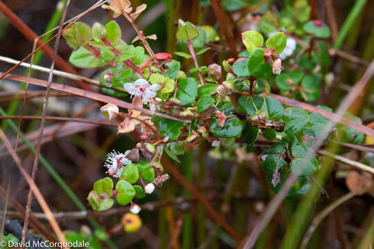 Image of Hypocalymma cordifolium Schau.