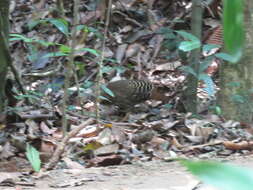 Image of Ceylon Junglefowl