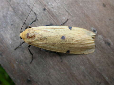 Image of four-spotted footman