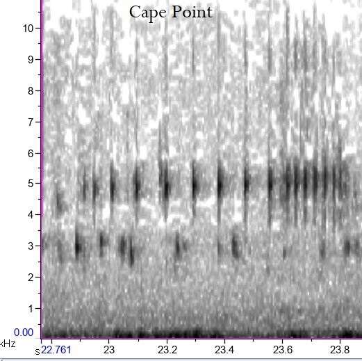 Image of Cacosternum aggestum Channing, Schmitz, Burger & Kielgast 2013