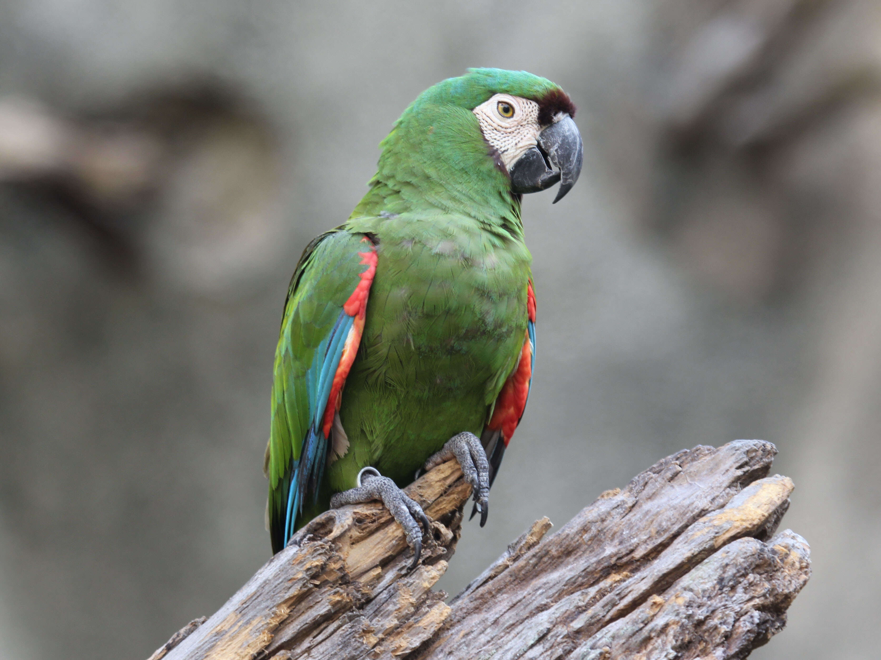 Image of Chestnut-fronted Macaw