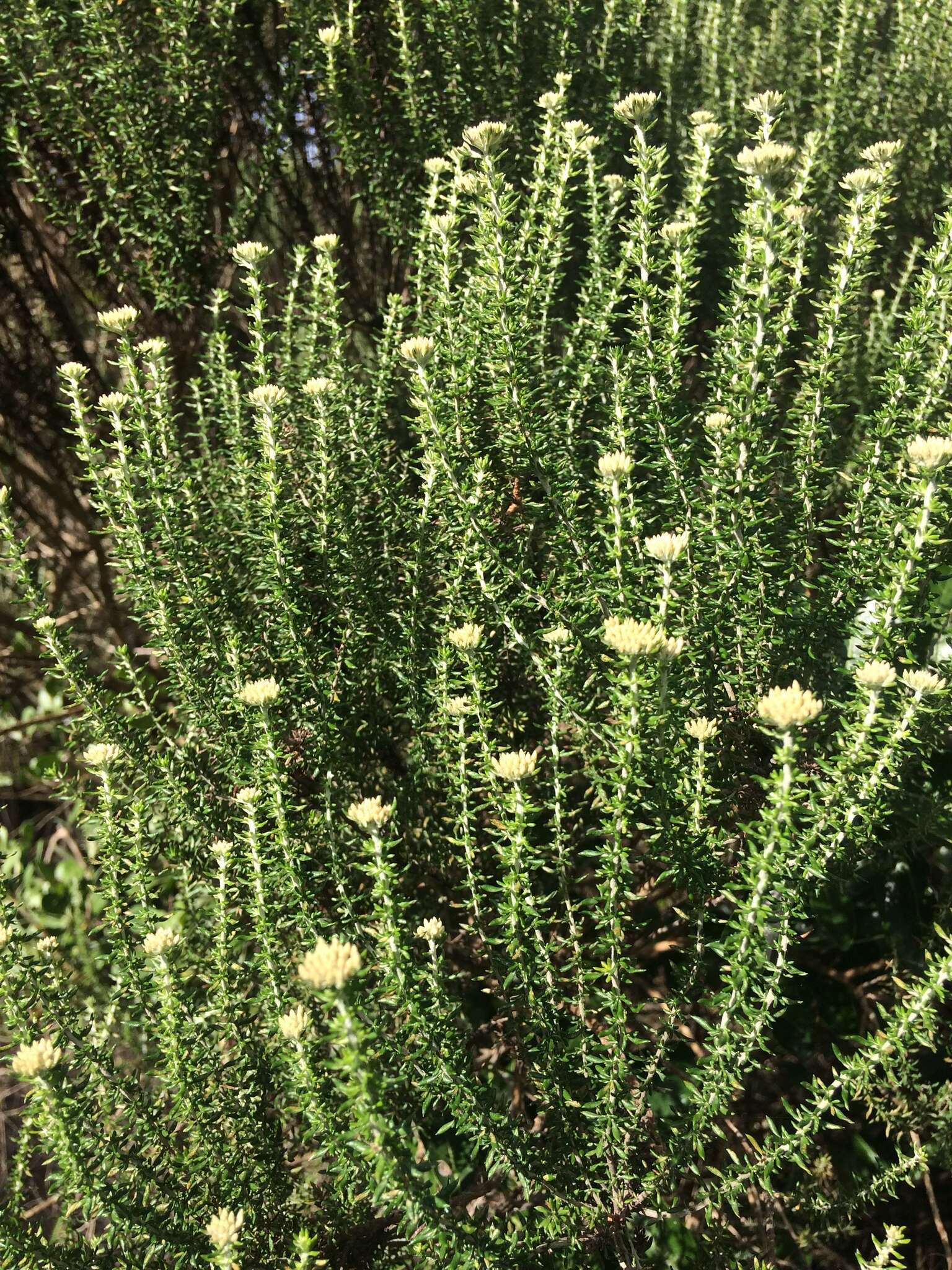Image of Strandveld Blombush