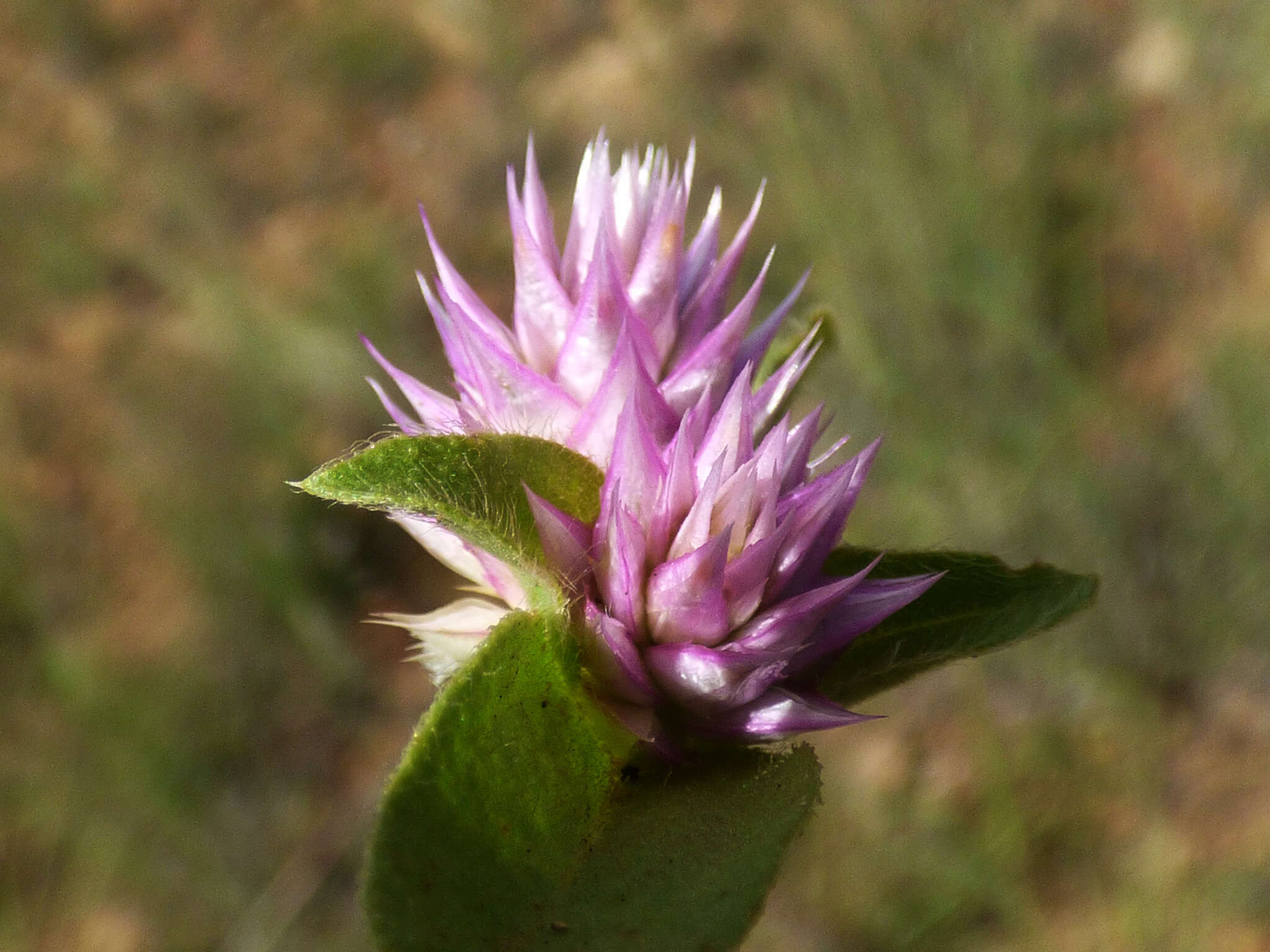 Image of pearly globe amaranth