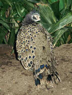 Image of Crested Peacock-pheasant