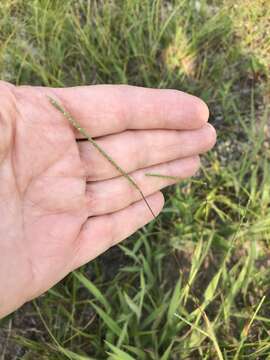 Paspalum setaceum var. setaceum resmi