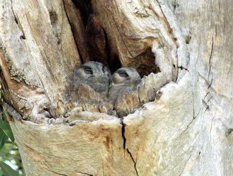 Image of Australian Owlet-Nightjar