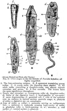 Image of <i>Fasciola hepatica</i> Linnaeus 1758