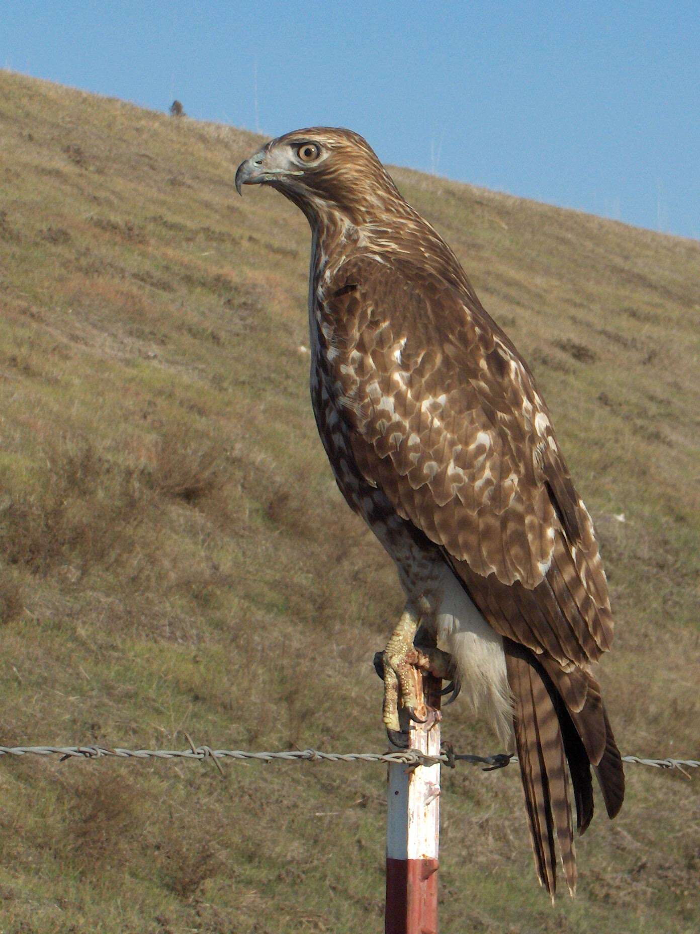 Image of Red-tailed Hawk