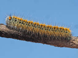 Image of grass eggar