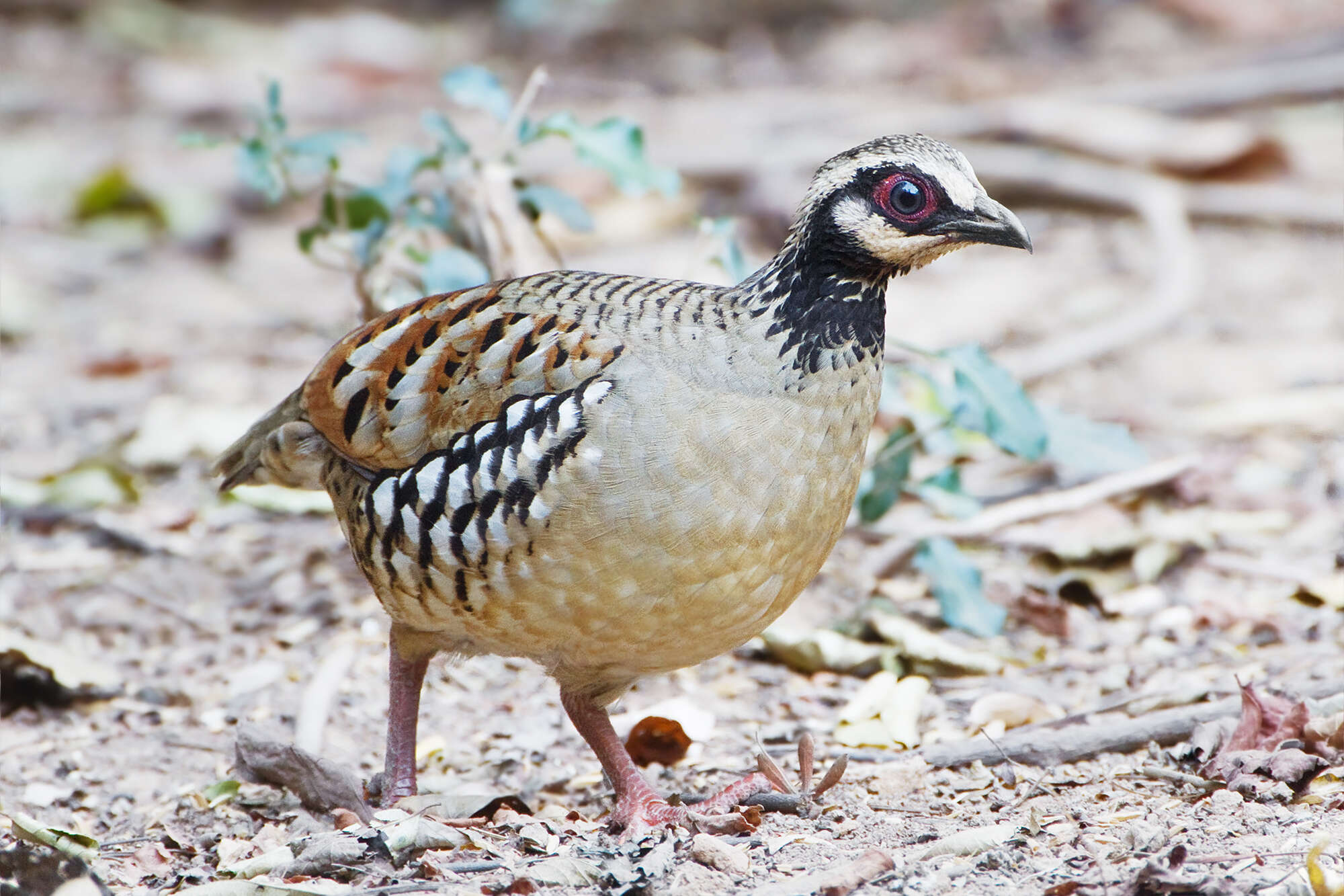 Image of Bar-backed Hill Partridge