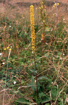 Verbascum nigrum L. resmi