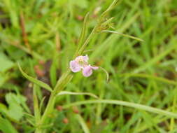 Image of Agalinis communis (Cham. & Schltdl.) W. G. D' Arcy