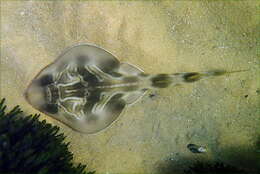 Image of Black and white fiddler ray