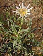 Image of Tragopogon marginifolius Pawl.