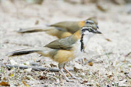 Image of Lesser Necklaced Laughingthrush