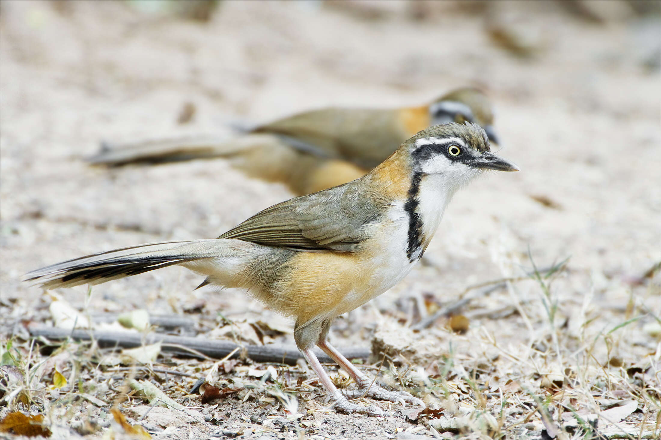 Image of Lesser Necklaced Laughingthrush