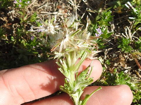 Image of annual trampweed