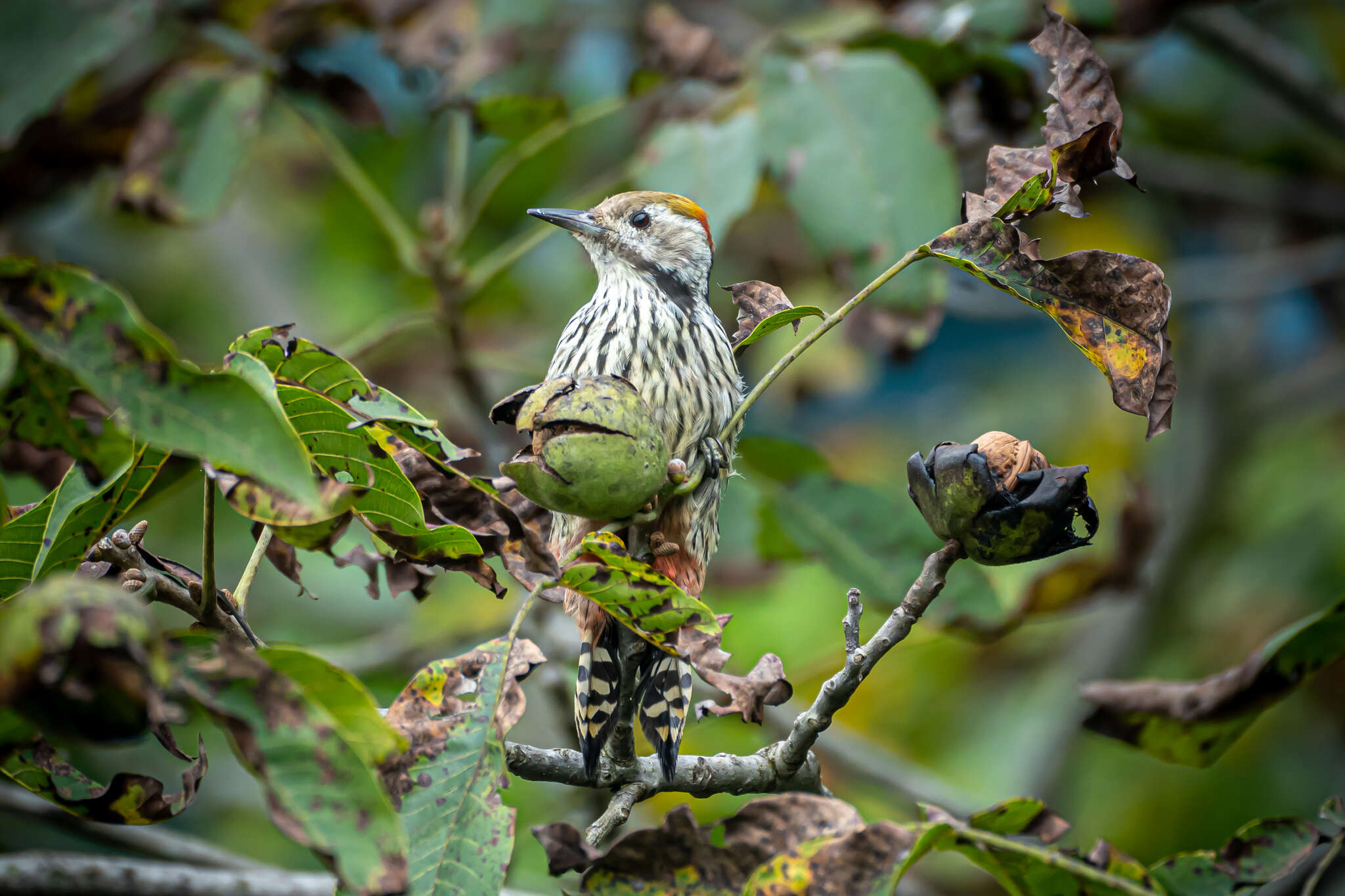 Image of Brown-fronted Woodpecker