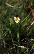 Слика од Viola arvensis Murray