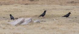 Image of Corvus frugilegus pastinator Gould 1845