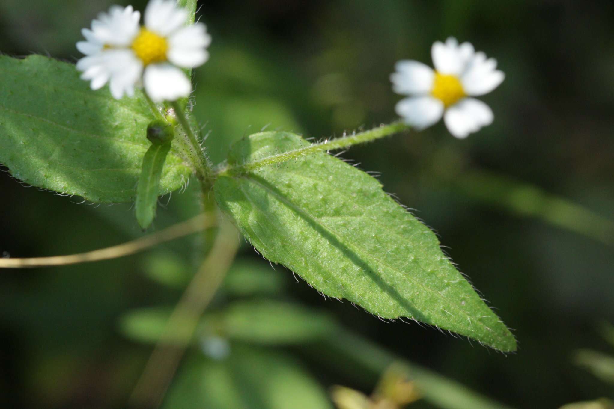 Galinsoga parviflora Cav. resmi