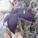 صورة Ceropegia gemmiflora (Masson) Bruyns