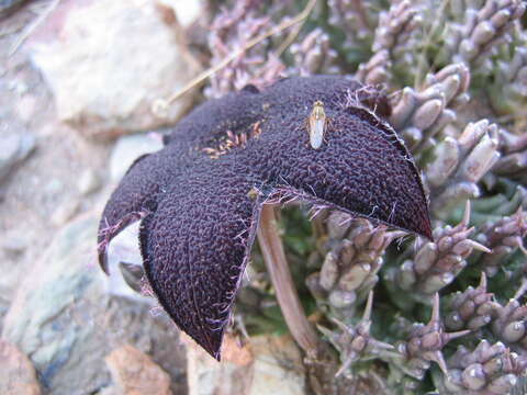 Image de Ceropegia gemmiflora (Masson) Bruyns