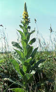 Image of Great Mullein