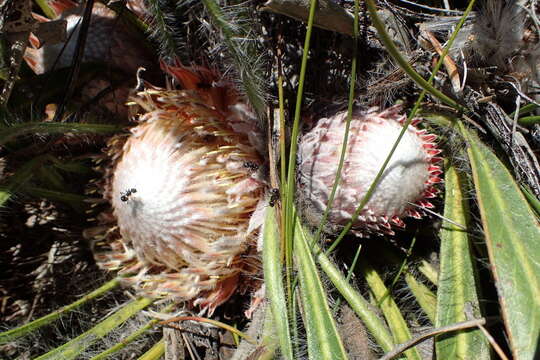 Image of Protea scabriuscula E. Phillips