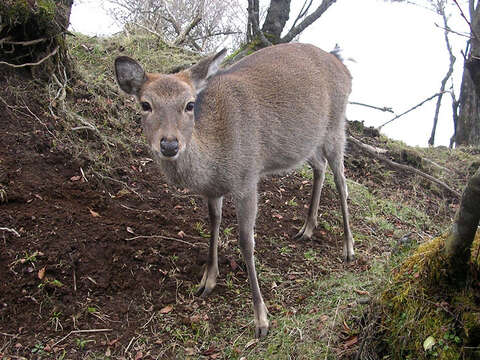 Imagem de Cervus nippon Temminck 1838