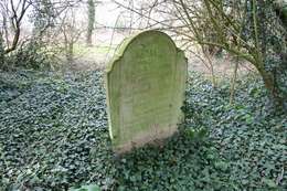 Image of English ivy