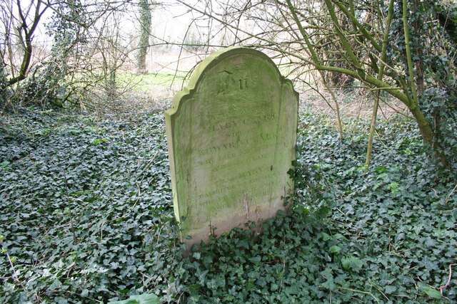 Image of English ivy
