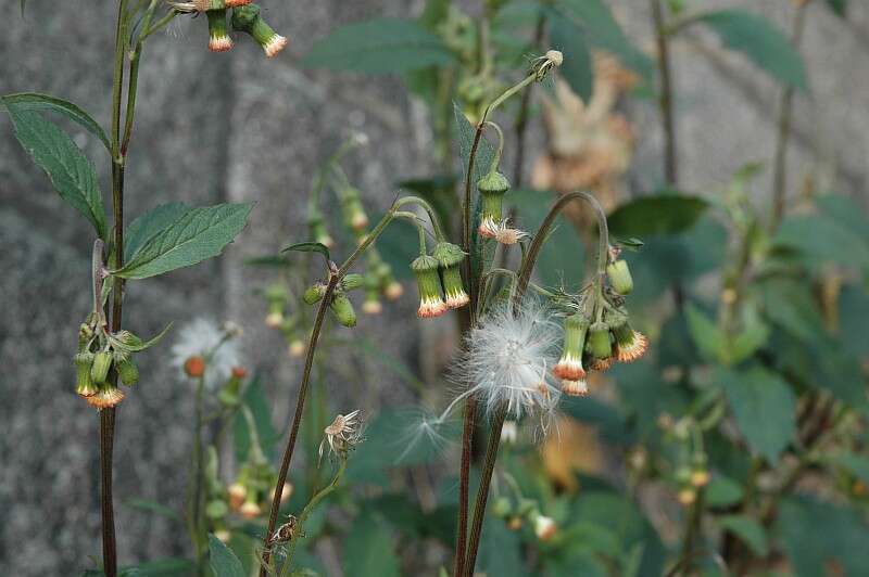 Image of ragleaf