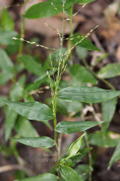 Image of Ichnanthus pallens var. major (Nees) Stieber