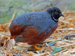 Image of Coturnix chinensis