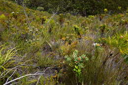 Image of Leucospermum mundii Meissn.