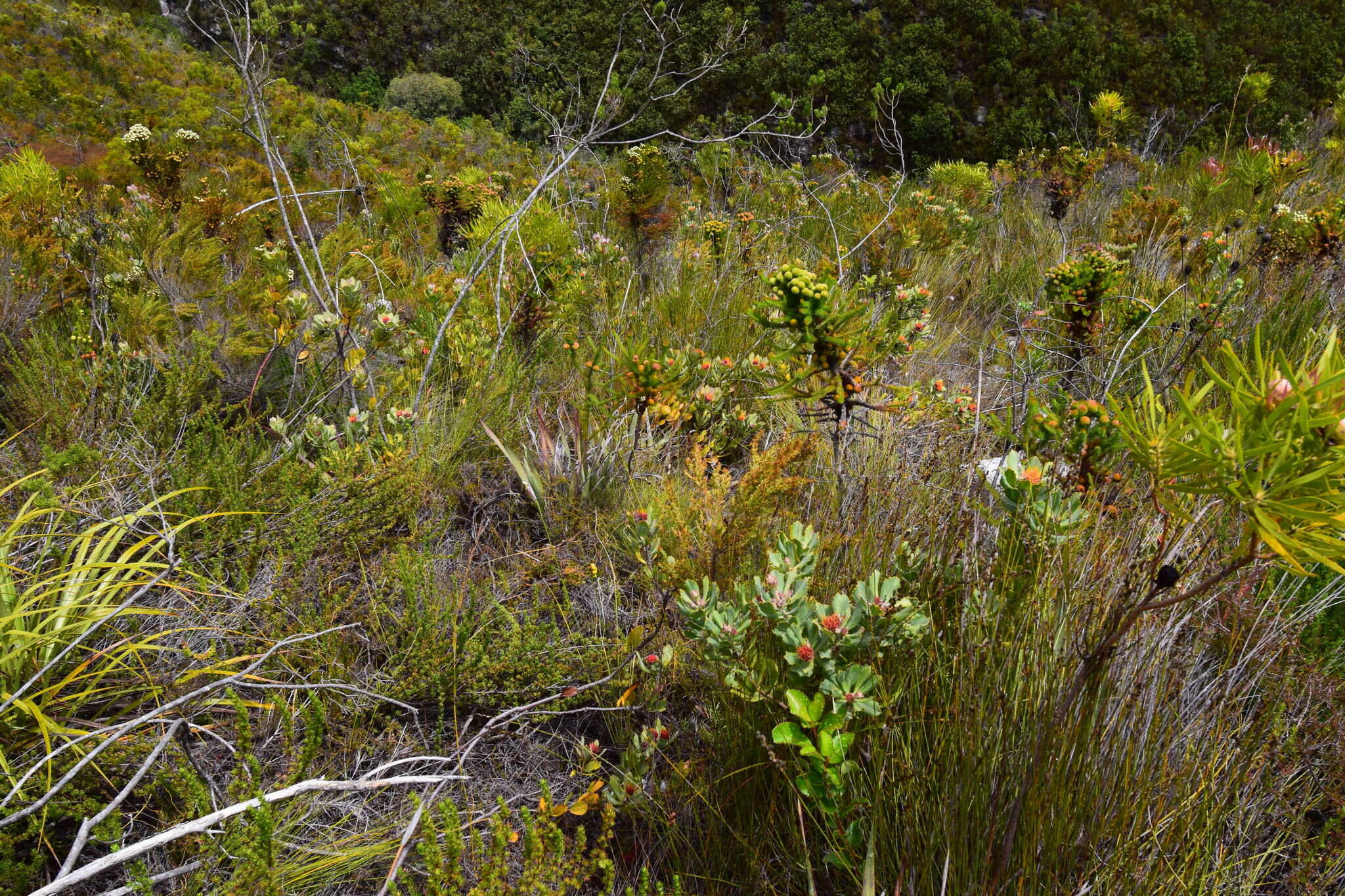 Image of Leucospermum mundii Meissn.