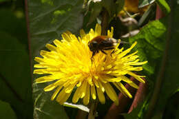 Image of Eristalis intricaria (Linnaeus 1758)