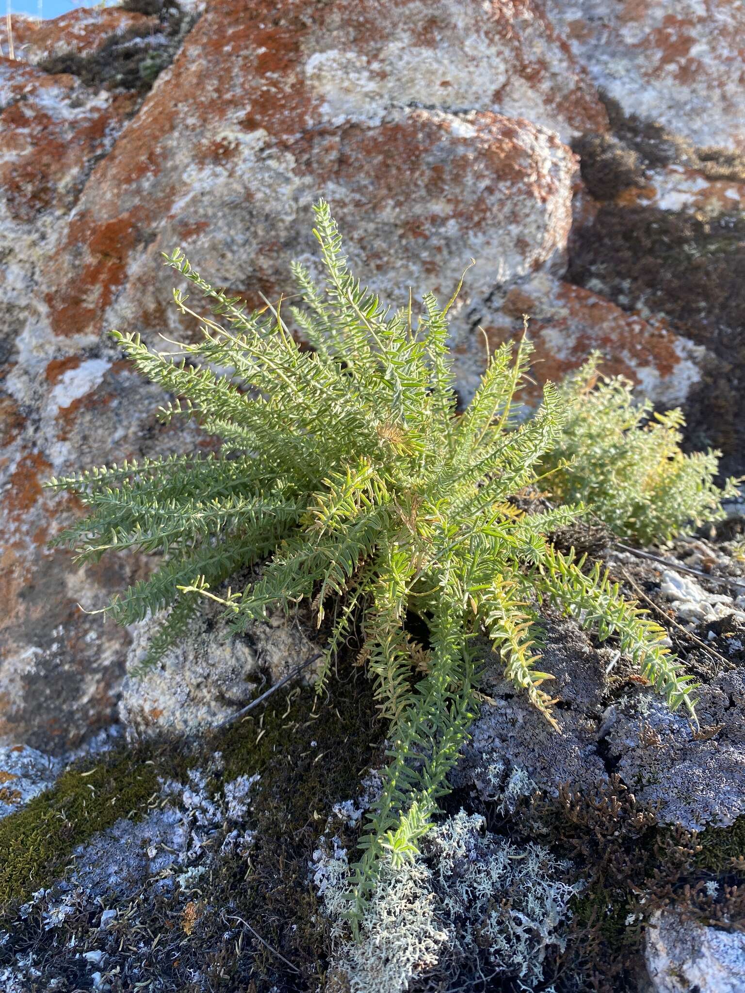 Oxytropis muricata (Pall.) DC. resmi